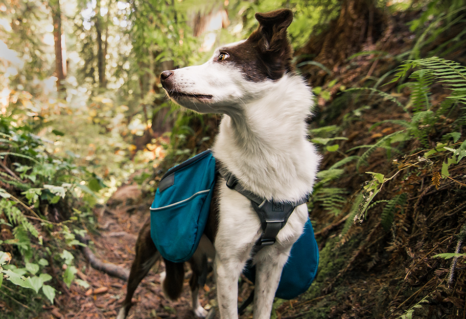 dog wearing outdoor pack in the woods